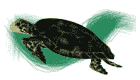 kame.gif